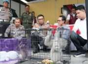 Polresta Sidoarjo Ungkap Perdagangan Satwa Dilindungi