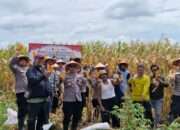 Polsek Balongbendo Panen Raya Jagung Dukung Ketahanan Pangan Nasional