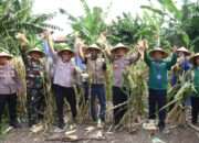 Dukung Asta Cita, Polres Pelabuhan Tanjung Perak Panen 1,6 Ton Jagung di Tambak Wedi