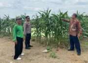 Polresta Sidoarjo Optimalkan Swasembada Pangan, Dampingi Petani Jagung di Krembung