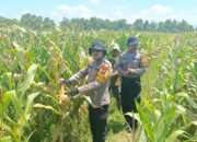 Polresta Sidoarjo Dorong Swasembada Pangan, Lahan Jagung di Balongbendo Siap Panen