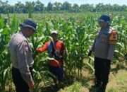 Dukung Ketahanan Pangan, Polsek Balongbendo bersama Petani Optimalkan Tanaman Jagung