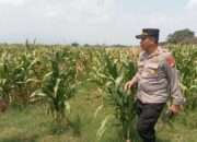 Dorong Swasembada Pangan, Kapolsek Prambon Tinjau Lahan Jagung di Desa Bulang