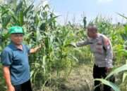 Masifkan Swasembada Pangan dengan Mengelola Tanaman Jagung di Desa Prambon