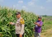 Tingkatkan Swasembada Pangan, Polsek Candi bersama Petani Kelola Lahan Jagung