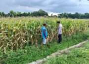 Bhabinkamtibmas Polsek Ngoro Pantau Tanaman Jagung di Lahan Ketahanan Pangan