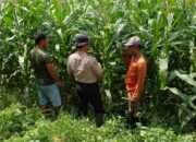 Polsek Balongbendo Dukung Swasembada Pangan, Optimalkan Perkembangan Tanaman Jagung Hibrida