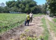 Anggota Polsek Perak Tinjau Perkembangan Tanaman Jagung Triwulan II Tahun 2026