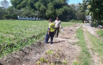 Anggota Polsek Perak Tinjau Perkembangan Tanaman Jagung Triwulan II Tahun 2026