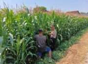 Polsek Tembelang Dampingi Petani Jagung, Dukung Program Ketahanan Pangan Nasional
