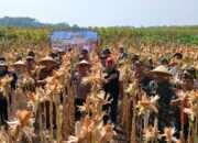 Panen Jagung Kuartal III di Kecamatan Balongbendo