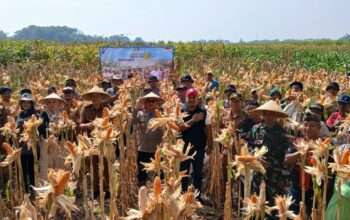 Panen Jagung Kuartal III di Kecamatan Balongbendo
