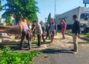 Polisi Bantu Evakuasi Pohon Tumbang di Jalan Raya Tebel Gedangan