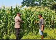 Polsek Tanggulangin Dukung Ketahanan Pangan, Upayakan Keluhan Petani di Desa Randegan